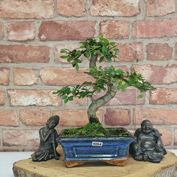 Yorkshire Bonsai Chinese Elm (Ulmus Parvifolia) Bonsai Tree | Shaped | In 15cm Pot