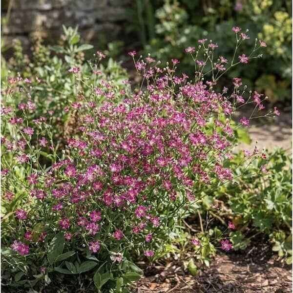 Babys Breath Seeds Carmine Pink | 1200 Seeds
