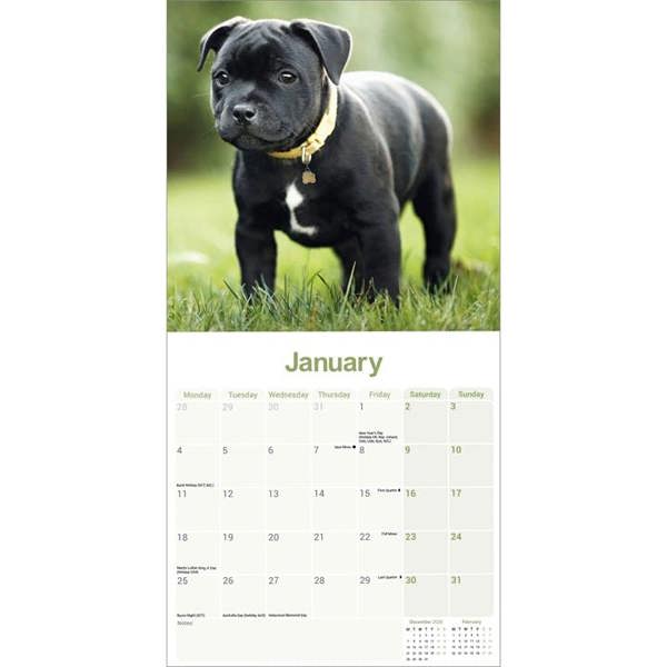 Staffordshire Bull Terrier Calendar 2027, Wall Calendars, Month To View, Dogs, Gift