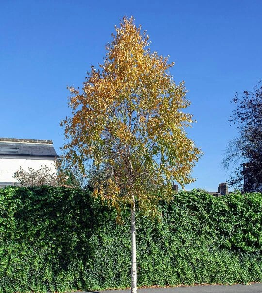 Direct Plants Betula Ermanii Cream Bark Birch Tree Large 6ft Tall in a 7.5 Litre Pot