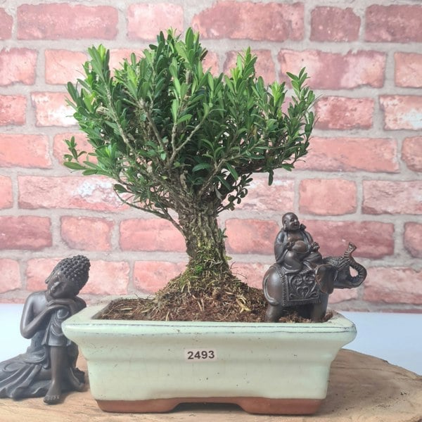 Yorkshire Bonsai Boxwood (Buxus Harlandii) Bonsai Tree | Broom | In 20cm Pot