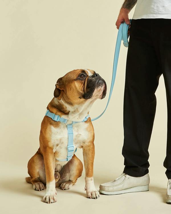 Y Shaped Dog Harness in Light Blue Colourway