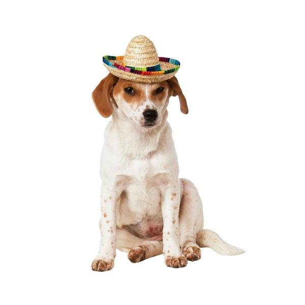 Bristol Novelty Sombrero Dog Costume - Multicoloured - 