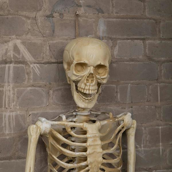 Samuel Alexander 5ft (1.52m) Posable Full Body Halloween Skeleton Decoration with Movable Joints