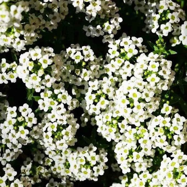 Sweet Alyssum Seeds
