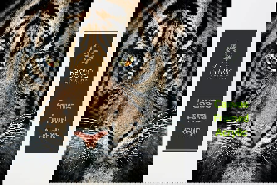 Fernlight Gallery The King