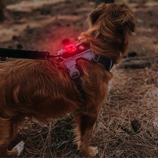 EzyDog Go-2 Dog Light