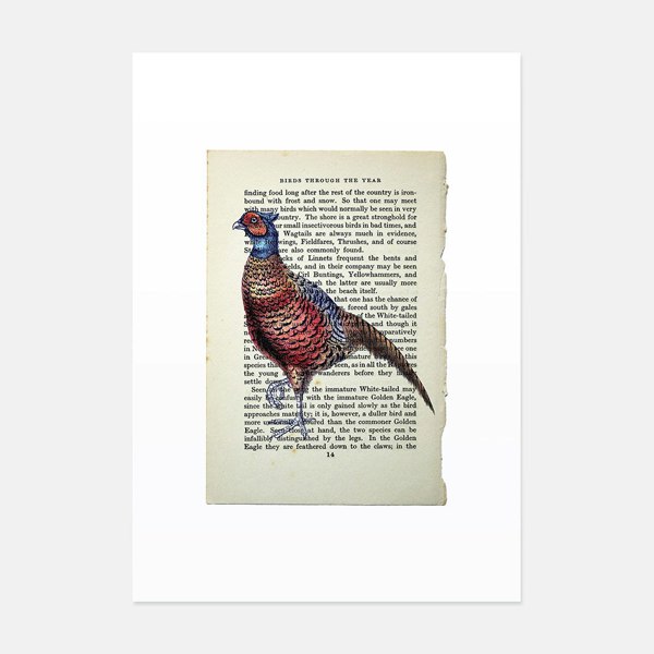 Hands & Hearts Pheasant vintage book page art print