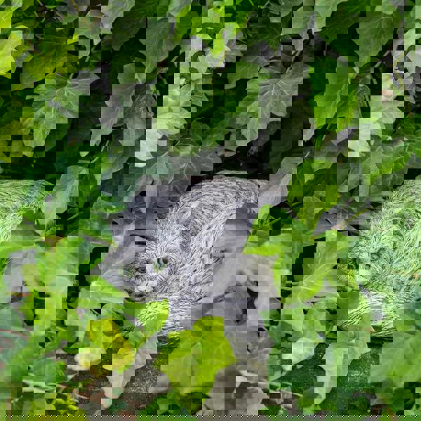 Persian Cat Stone Cast Garden Ornament