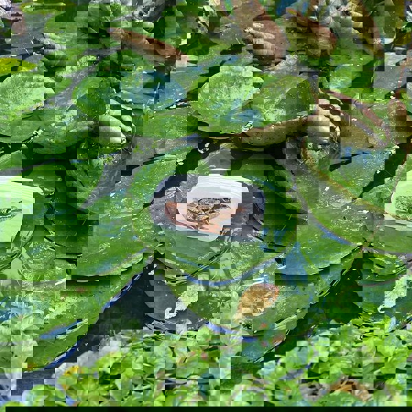 tickit Wooden Forest Animal Blocks