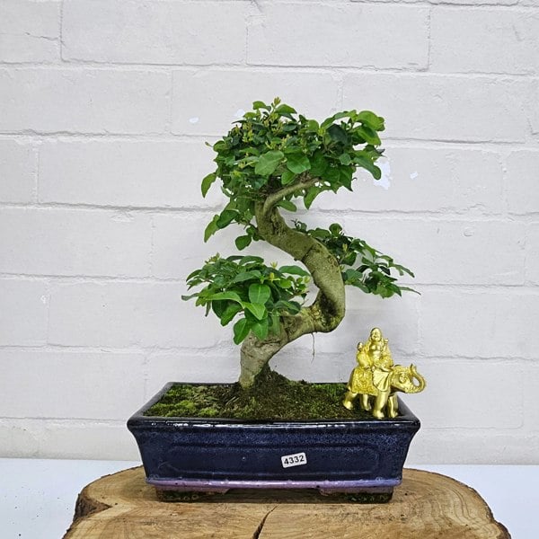 Yorkshire Bonsai Chinese Privet (Ligustrum Sinense) Bonsai Tree | Shaped | In 25cm Pot