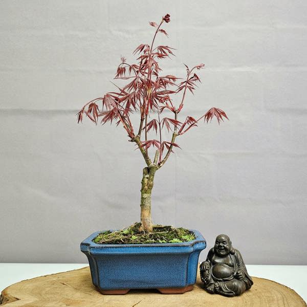 Yorkshire Bonsai Chinese Maple (Acer) Bonsai Tree | Red Maple Informal Upright | In 20cm Pot