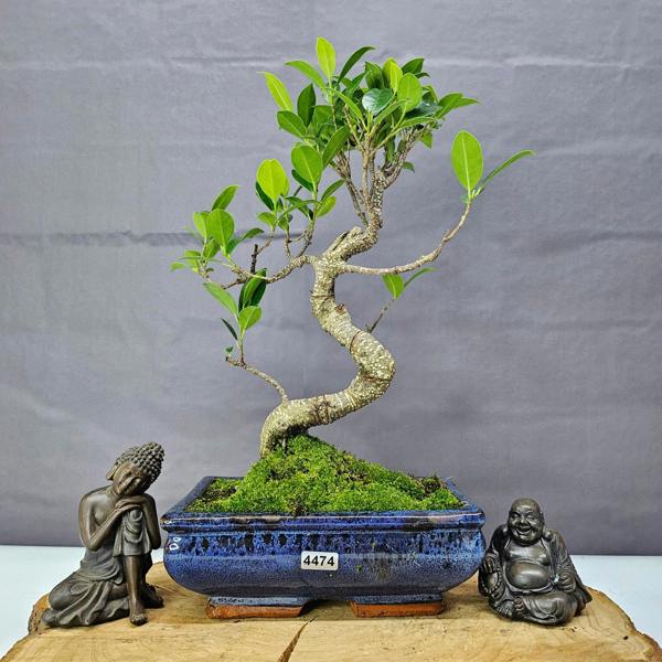 Yorkshire Bonsai Ficus Microcarpa (Banyan Fig) Indoor Bonsai Tree | Shaped | In 20cm Pot