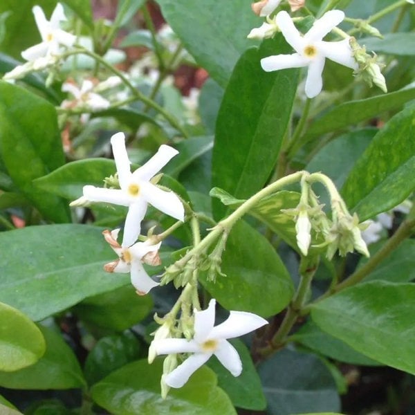 Trachelospermum Jasminoides 3L potTrachelospermum Jasminoides 3L pot