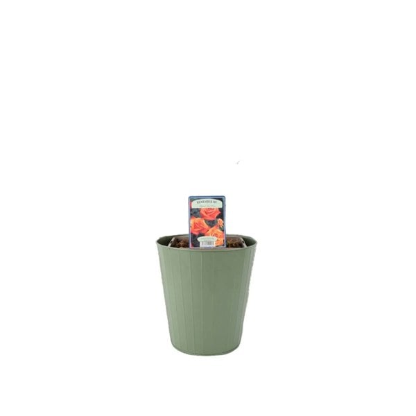 Rose Remember Me Bush 5.5L Plants By Post