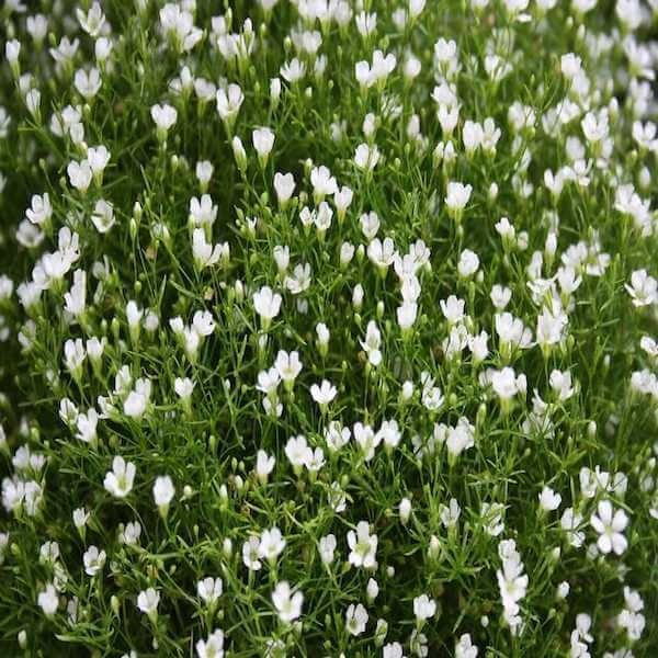 babys breath seeds