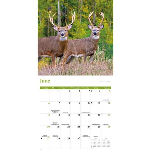 White-Tailed Deer Calendar 2027, Wall Calendars, Month To View, Animals, Gift
