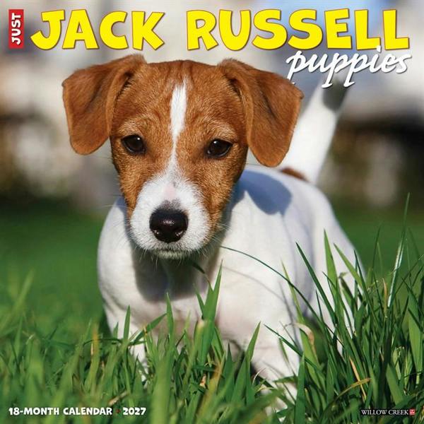 Just Jack Russell Puppies Calendar 2027, Wall Calendars, Month To View, Dogs, Gift