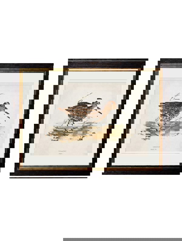 Exceptional Art c.1837's British Game Birds