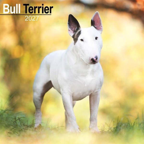 Bull Terrier Calendar 2027, Wall Calendars, Month To View, Dogs, Gift