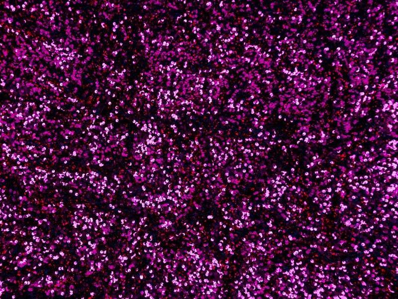 Fuchsia Pink