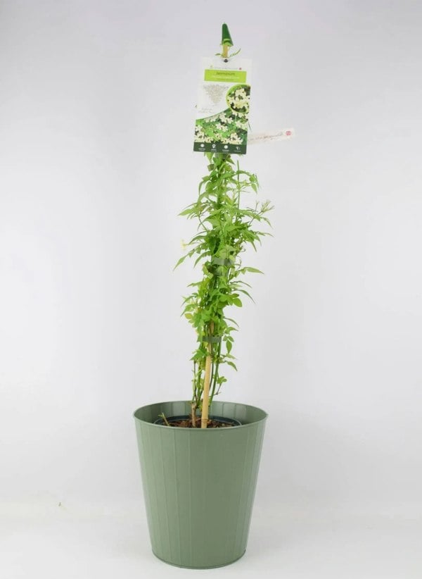 Jasminum officinale Clotted Cream 3L Pot