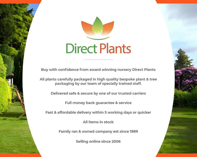 Direct Plants Pyrus Chanticleer Ornamental Pear Tree 5-6ft Supplied in a 7.5 Litre Pot