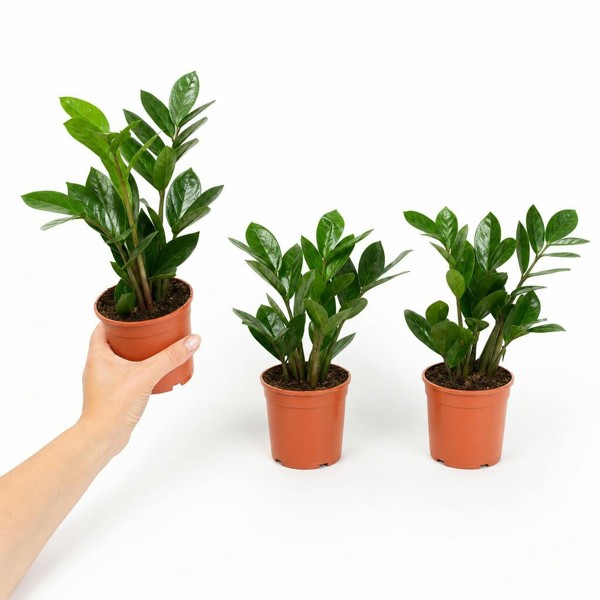 Zamioculcas Zanzibar Gem in 12cm Pot - Ultra Tough Air Purifying Houseplant - Nursery Pot - 3