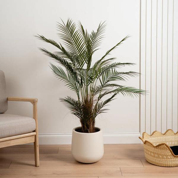 Scottish Everlastings 125cm Palm Tree in White Pot