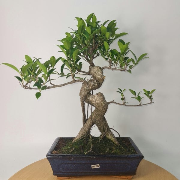 Ficus Microcarpa (Banyan Fig) Indoor Bonsai Tree | Shaped | In 25cm Pot