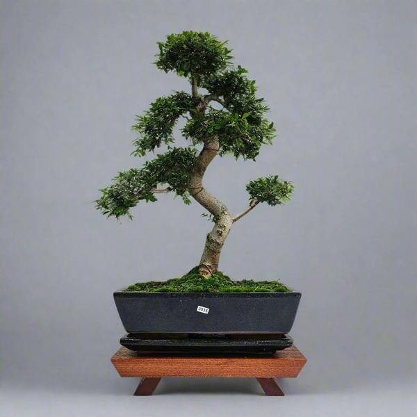 Yorkshire Bonsai Large Chinese Elm (Ulmus Parvifolia) Bonsai Tree | Shaped | In 35cm Pot