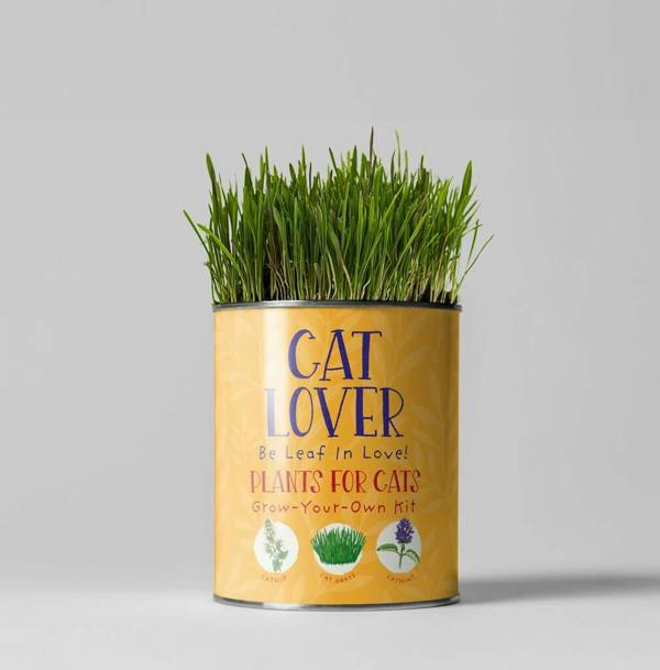 Cat Lovers Eco Grow Your Own Plant Kit showing a yellow-gold tin planter filled with sprouted green cat grass against a grey background.