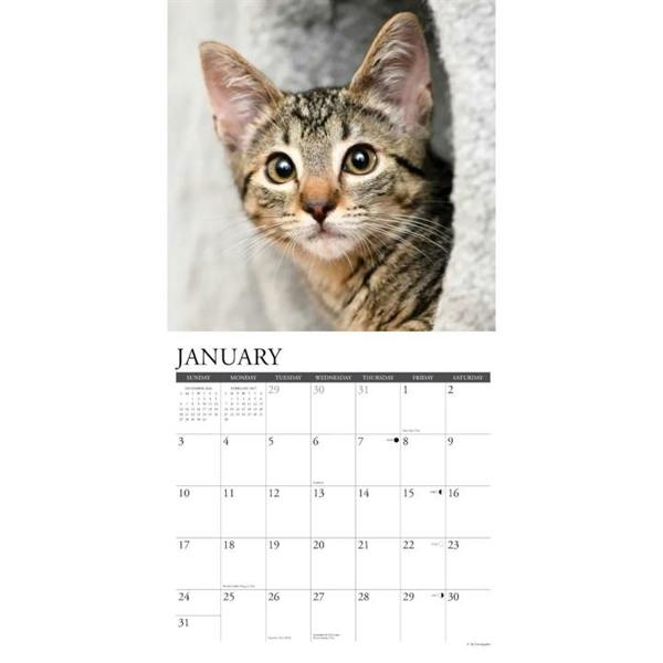 Just Tabby Cats Calendar 2027, Wall Calendars, Month To View, Cats, Gift