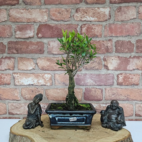 Yorkshire Bonsai Brush Cherry (Syzygium) Bonsai Tree | Broom | In 15cm Pot