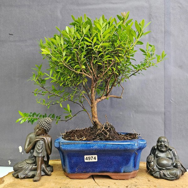 Yorkshire Bonsai Brush Cherry (Syzygium) Bonsai Tree | Broom | In 15cm Pot