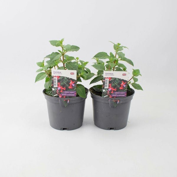 Fuchsia Bella Sarah 1L Pot x 2 plants by post