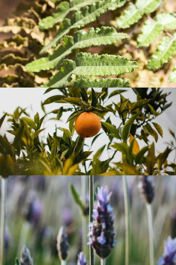 Frankincense Leaves - Lavender Flower - Orange - BCALM