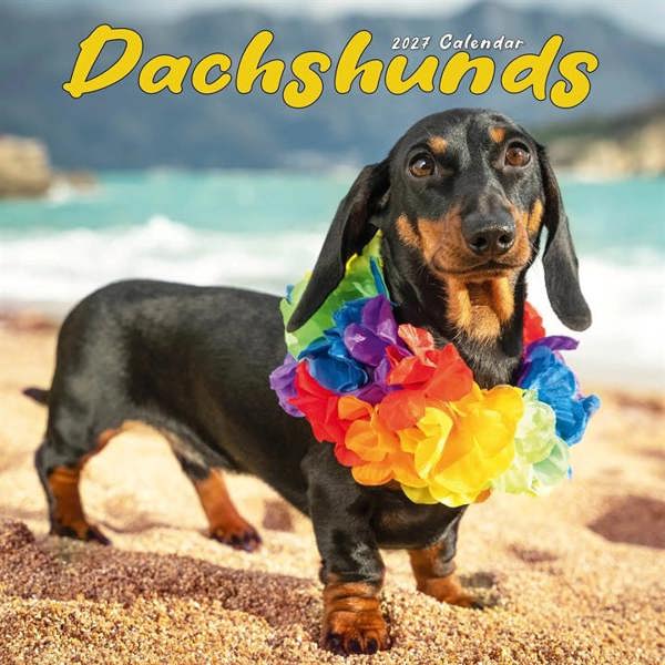 Dachshund Calendar 2027, Wall Calendars, Month To View, Dogs, Gift