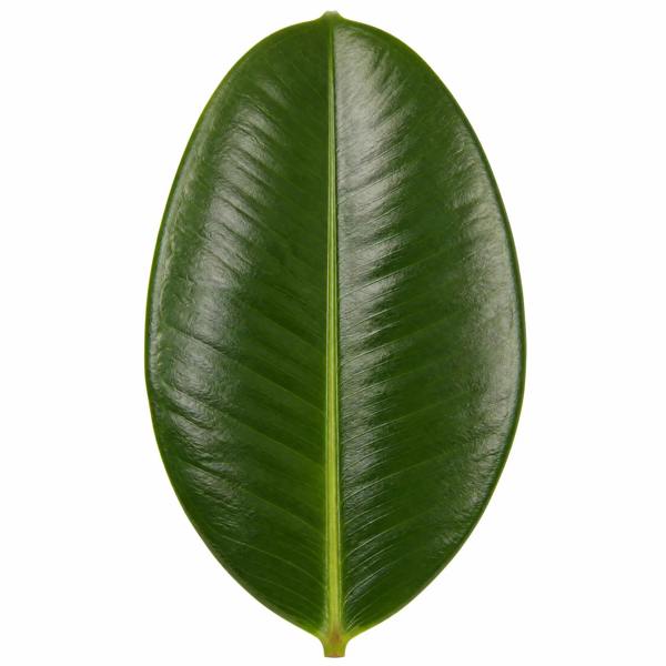 Ficus Robusta Rubber Plant 17cm Pot – Easy Care Indoor Houseplant Plants By Post