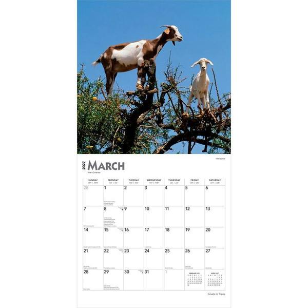 Goats In Trees Calendar 2027, Wall Calendars, Month To View, Animals, Gift