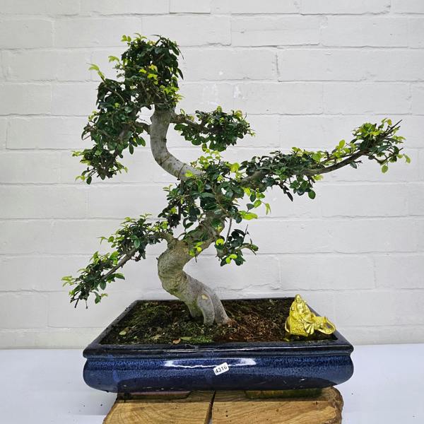 Yorkshire Bonsai Large Chinese Elm (Ulmus Parvifolia) Bonsai Tree | Shaped | In 40cm Pot - 4316