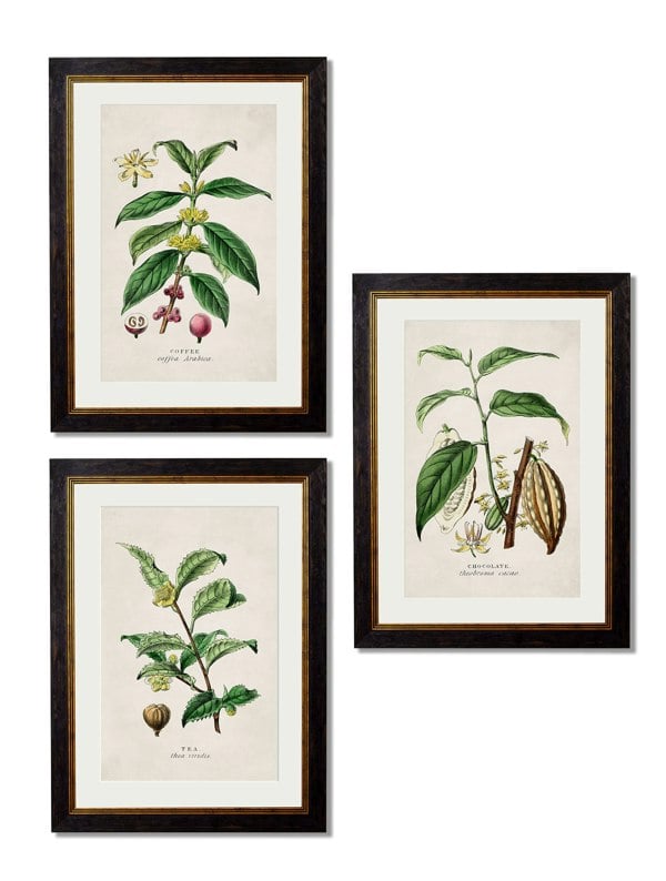 Exceptional Art c.1877 Tea, Coffee and Chocolate Plants