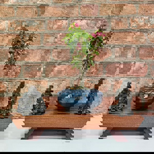 Yorkshire Bonsai Bougainvillea Bonsai Tree - In 15cm Pot