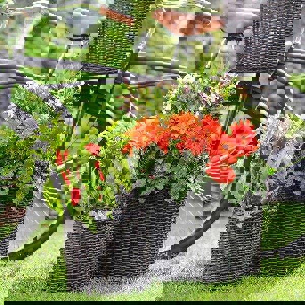 #color_willow
