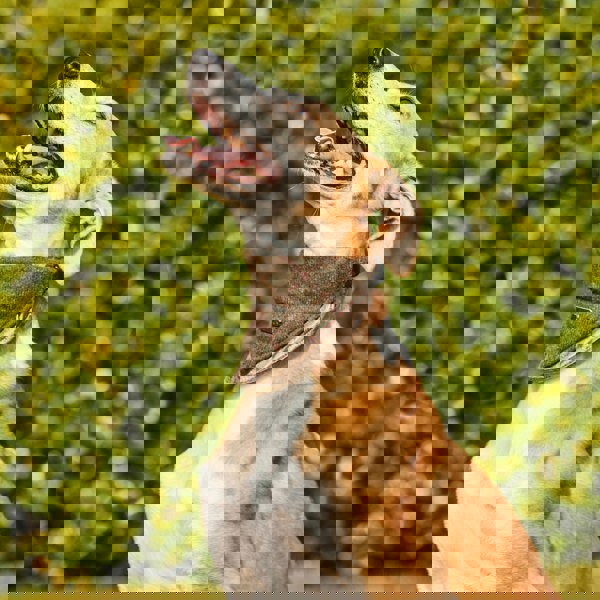 Heritage Traditions Heritage  Hounds Tartan Dog Bandana