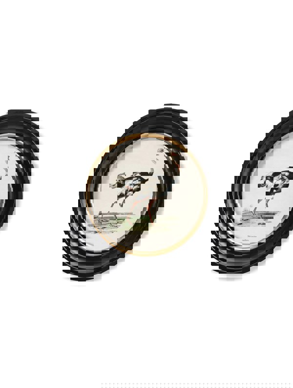 Exceptional Art c.1846 Ostrich - Round Frame