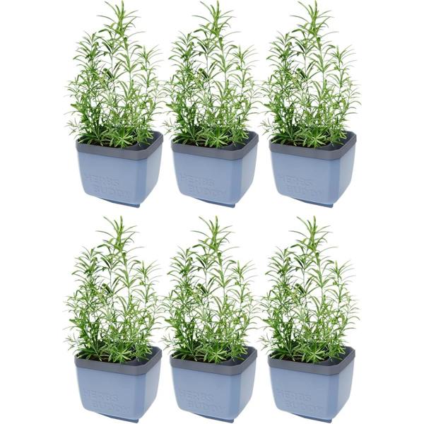 HERBS BUDDY herb pot with water reservoir - Blue