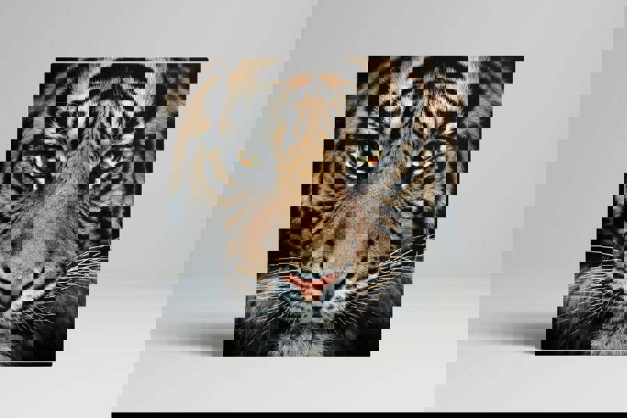 tiger picture printed on canvas