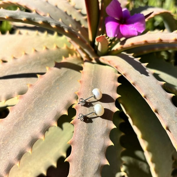 Classic pearl stud earrings on an aloe vera plant.