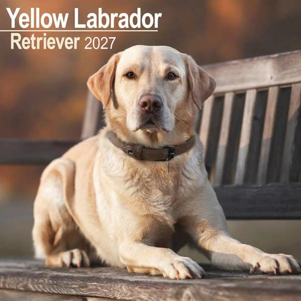 Yellow Labrador Retriever Calendar 2027, Wall Calendars, Month To View, Dogs, Gift